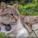 Pet Insurance for Exotic Animals: Everything You Need to Know