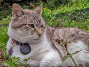 Pet Insurance for Exotic Animals